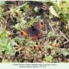 erebia hewitsonii zekari female 1